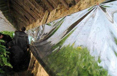 冬季温室大棚低温寡照怎么办