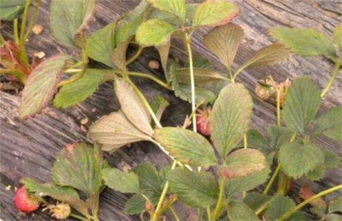 如何防治草莓红蜘蛛（草莓长红蜘蛛怎么治）