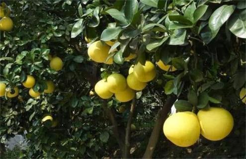 柚子树遭受冻害后怎么挽救（柚子树冻伤了怎么挽救）