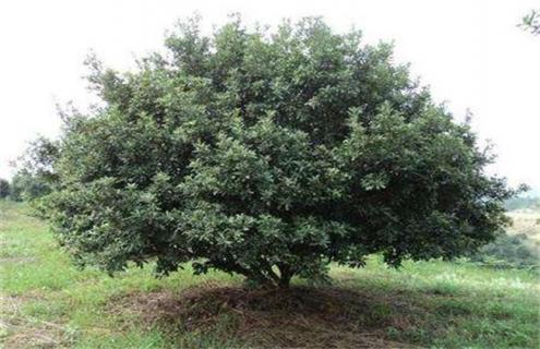 杨梅冬季怎么管理（杨梅冬季管理技术）