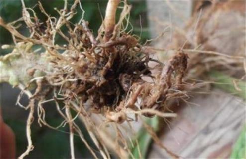 大棚西红柿烂根怎么办（大棚西红柿根腐病）