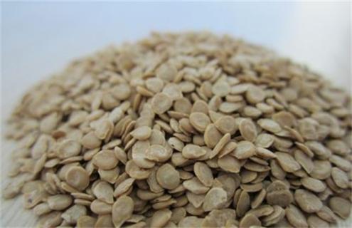 种子生虫了怎么办(种子生虫了用什么药处理干净)