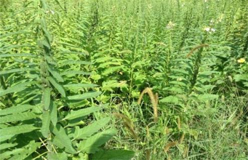 芝麻为什么不能连作重茬