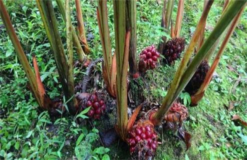 草果种植需要什么条件（草果生长条件）