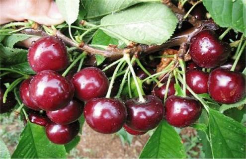 开春果园的基本管理（早春果园管理有哪些）