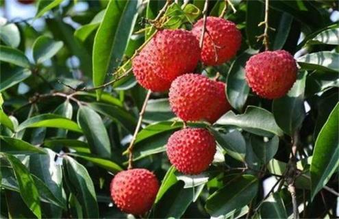 加入水果种植需要考虑的问题 规划水果的种植问题