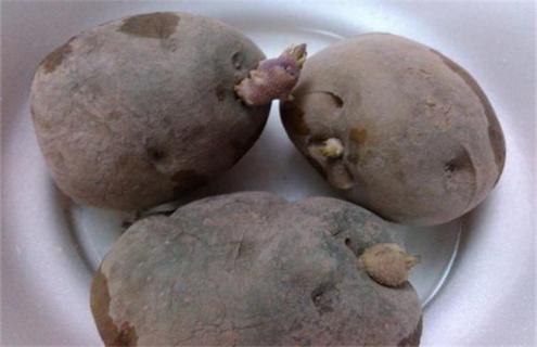 土豆播种后腐烂原因 土豆烂种的原因