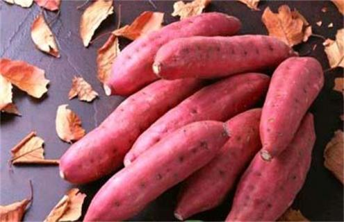 红薯根腐烂是什么原因（红薯茎腐烂是什么原因）