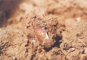 花生播种后腐烂怎么办 种花生烂种子怎么回事