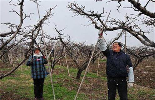 桃树结果部位外移怎么办（桃树移栽注意事项）