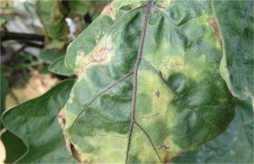 春季茄子如何防治黑心