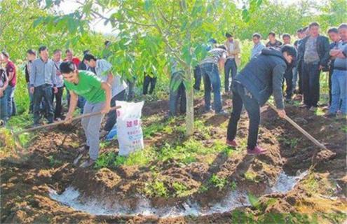 春季苗木该怎么施肥（春季苗木施肥应该施什么肥）