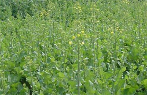 春季油菜该如何管理 油菜的春季管理