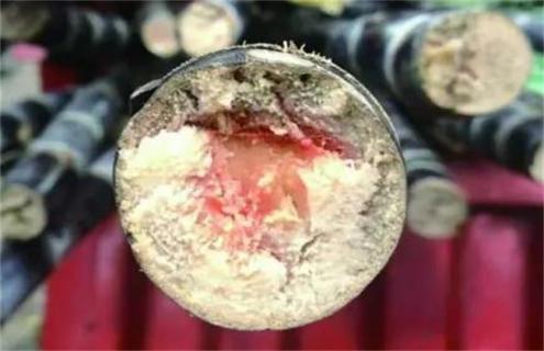 甘蔗烂心是什么病 甘蔗烂心短叶是什么病