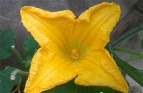 黄瓜只开雄花怎么办(阳台黄瓜只开雄花怎么办)