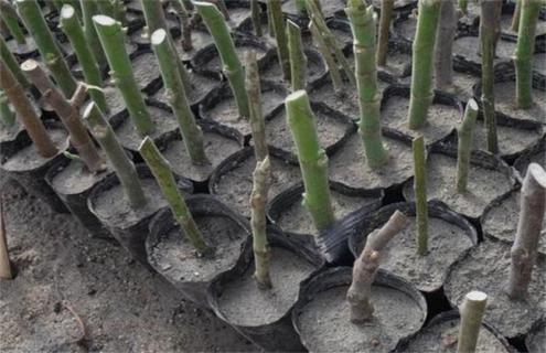 如何提高无花果扦插成活率 无花果树什么时候扦插成活率高?