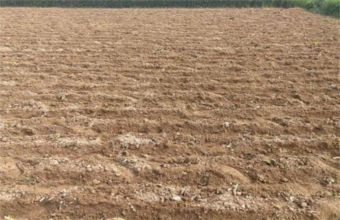 花生带壳播种好还是剥壳播种好 花生能带壳播种吗