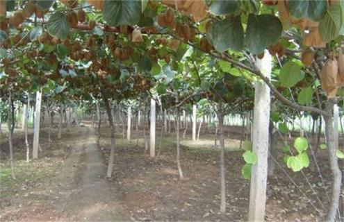 猕猴桃什么时候浇水好（猕猴桃上午浇水还是下午浇水）