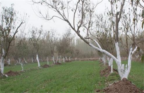 早春果树冻害后如何补救 果树受冻害后如何补救