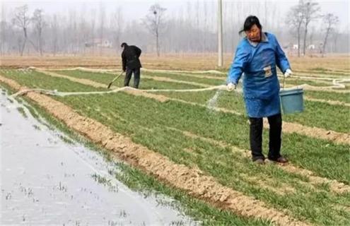 小麦浇冻水 好处