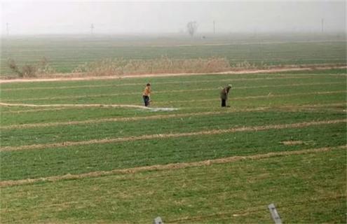 小麦浇冻水 好处