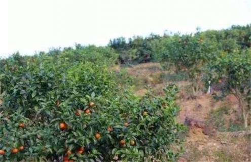 橘子坐不住果是什么原因 盆栽橘子坐不住果是什么原因