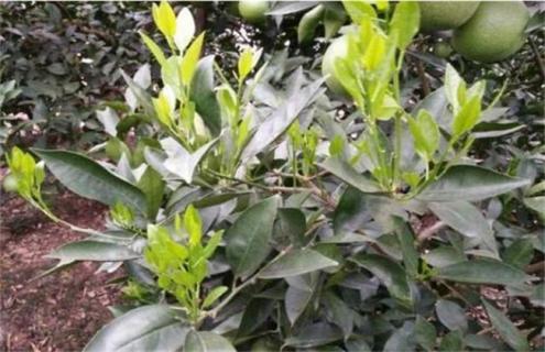 柑橘幼树什么时候摘心（桔子树什么时候摘心）