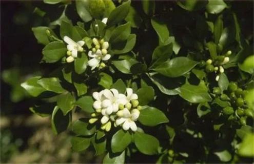 柑橘开花期需要施肥吗 柑橘的盛花期能施肥吗