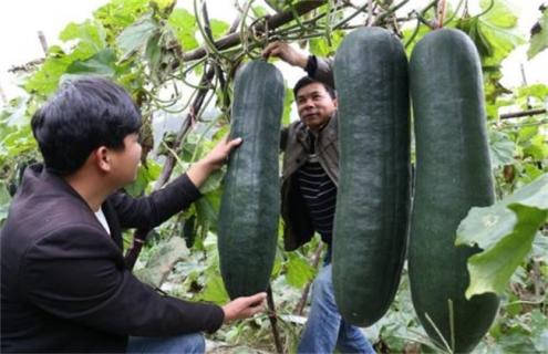 冬瓜什么时候采收 冬瓜几月播种几月收获