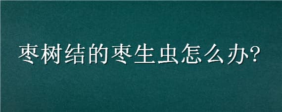 枣树结的枣生虫怎么办 枣树生虫子怎么办