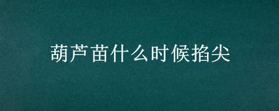 葫芦苗什么时候掐尖（葫芦苗需要掐尖吗）