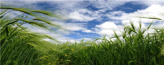 藏族主要农作物（藏族主要农作物是什么）