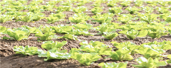 大白菜用什么叶面肥好 小白菜叶面肥用哪种