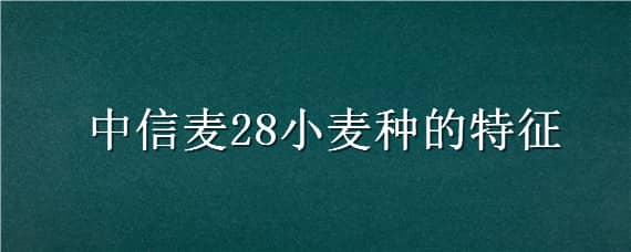 中信麦28小麦种的特征