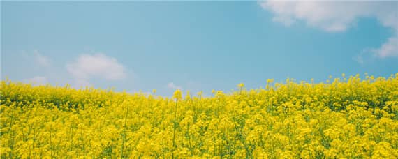 油菜成熟时间（油菜成熟时间多长）