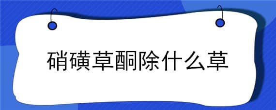 硝磺草酮除什么草 硝磺草酮主要除什么草