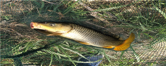 怎样能钓到鲤鱼 怎样能钓到鲤鱼,什么时候钓合适?