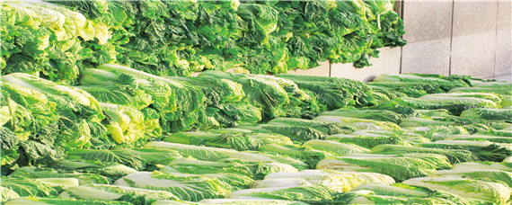 大白菜施肥用什么肥好 给大白菜施肥是什么哪种肥料好