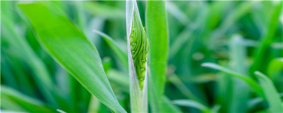 冬小麦最晚啥时候种（冬小麦最晚什么时候种）