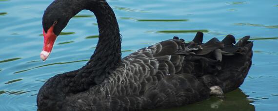 黑天鹅吃什么 黑天鹅吃什么蔬菜