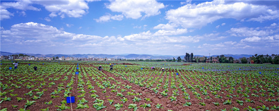 下部烟叶烘烤技术要点 下部烟叶的烘烤技术