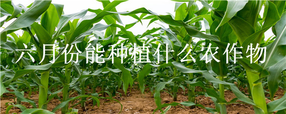 六月份能种植什么农作物（六月份适合种什么农作物）