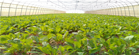 哪些作物不能用咪鲜胺 咪鲜胺农药有何缺点