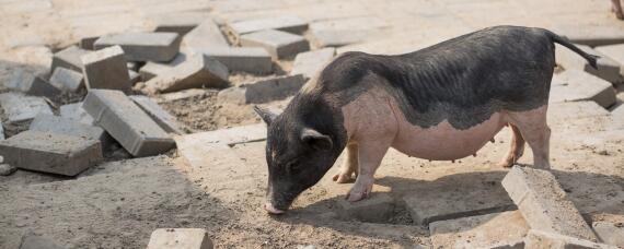 母猪多长时间才产猪仔（母猪多长时间才产猪仔才能存活）