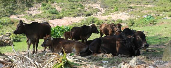 拉骨架饲料适合几个月牛犊 牛犊拉骨架的饲料