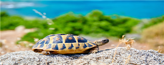 乌龟什么时候下蛋（家养乌龟什么时候下蛋）