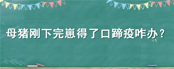 母猪刚下完崽得了口蹄疫咋办（刚下猪的母猪得了口蹄疫怎么办）