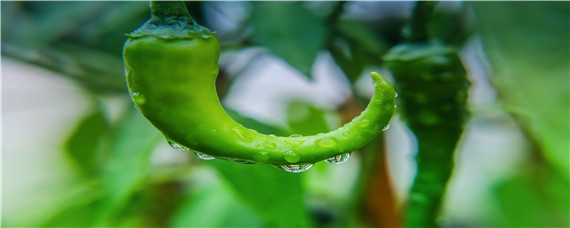 大棚辣椒种植技术与管理（大棚辣椒种植技术与管理9月份种）