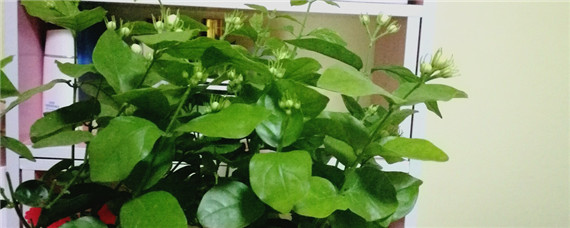 发财树浇水多了叶子发黄 发财树浇水多了叶子发黄怎么办