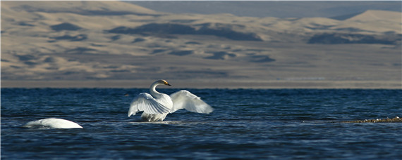 大天鹅和小天鹅的区别 施华洛世奇大天鹅和小天鹅的区别